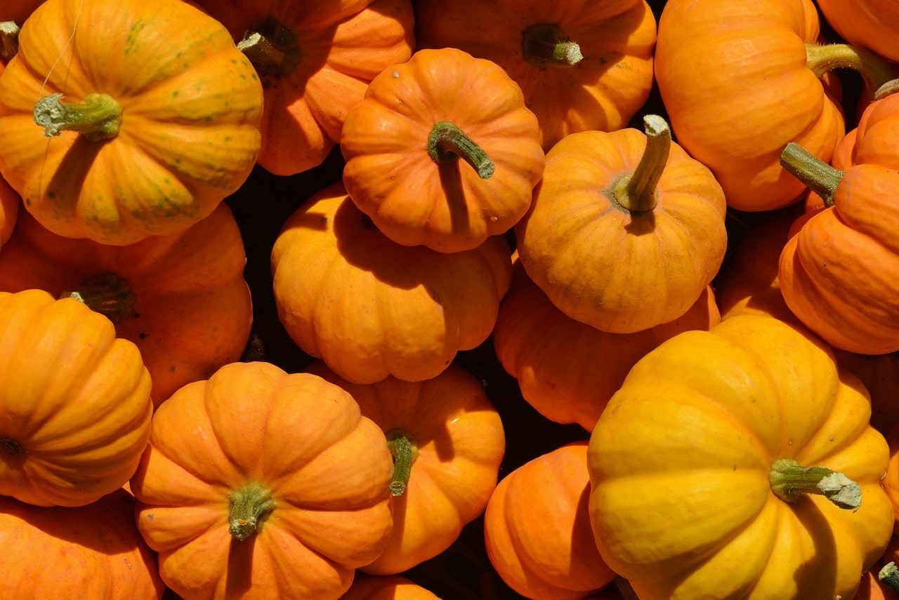 pumpkin image